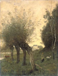 Landschap met knotwilgen